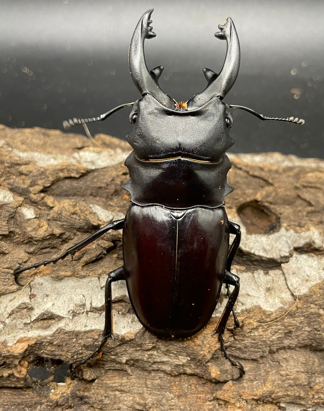 【WD】《アルケスツヤクワガタ 80mm A’品ペア》