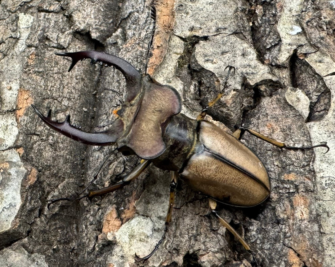 【WD】《デラバイミヤマ 47mm B品ペア》