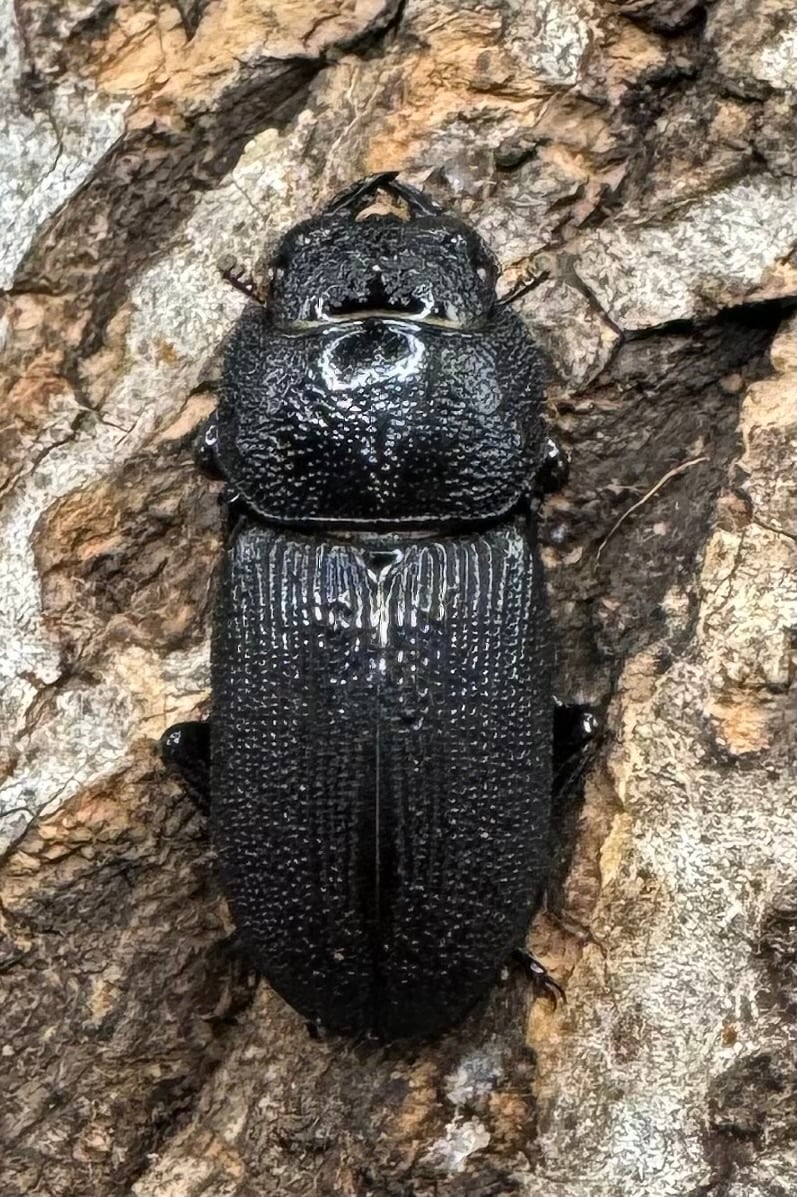 【WD】《ドルクス リンビン 40mm ♂♀♀トリオ》