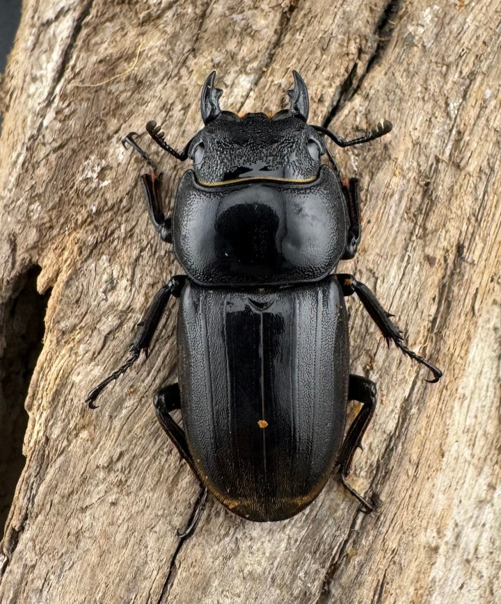 【WD】《ダイオウヒラタ 東ジャワ産 85mm ペア》