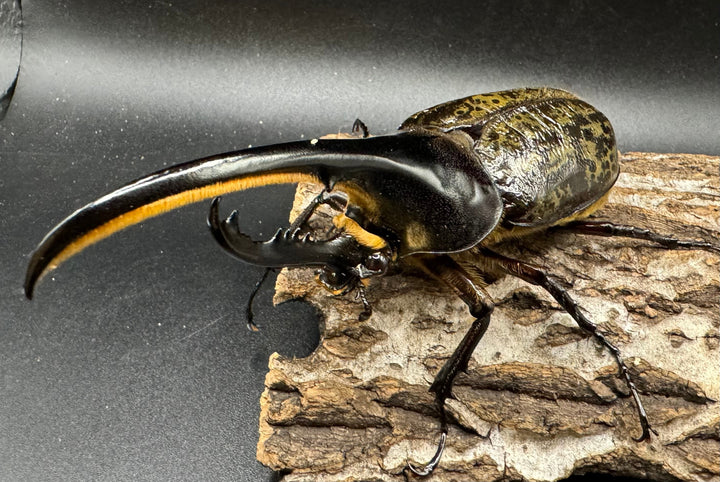 《ヘラクレス・ヘラクレス 126mm ペア》