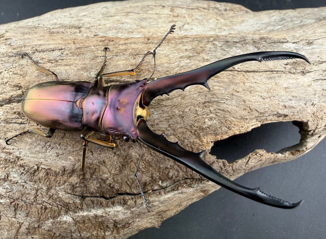 《メタリフェルホソアカ亜種finae 76mm ペア》