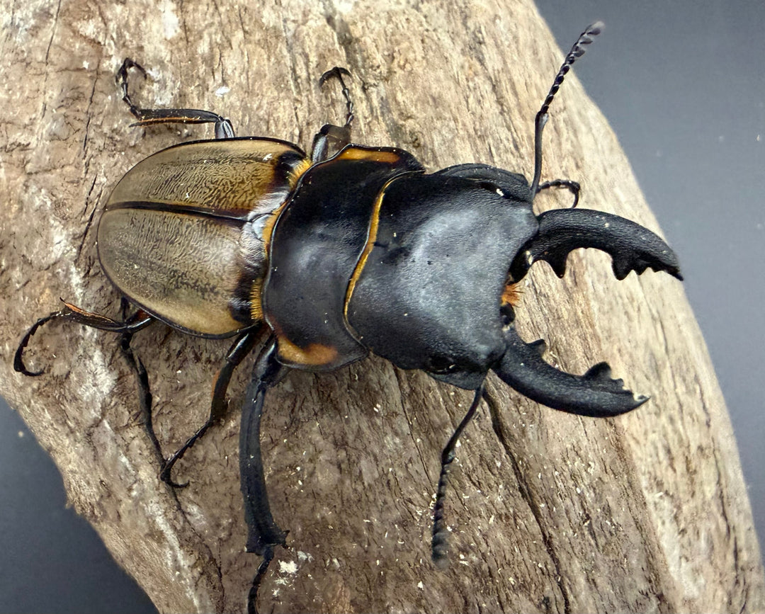 【WD】《ゾンメルツヤクワガタ ボルネオ産 59.5mm ペア》