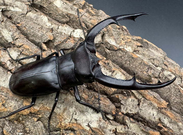 【WD】《マンディブラリスフタマタ 100mm ペア》