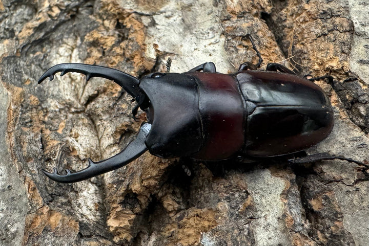 【WD】《ドルサリスノコギリ原名亜種 イロコスノルテ産 49mm ペア》