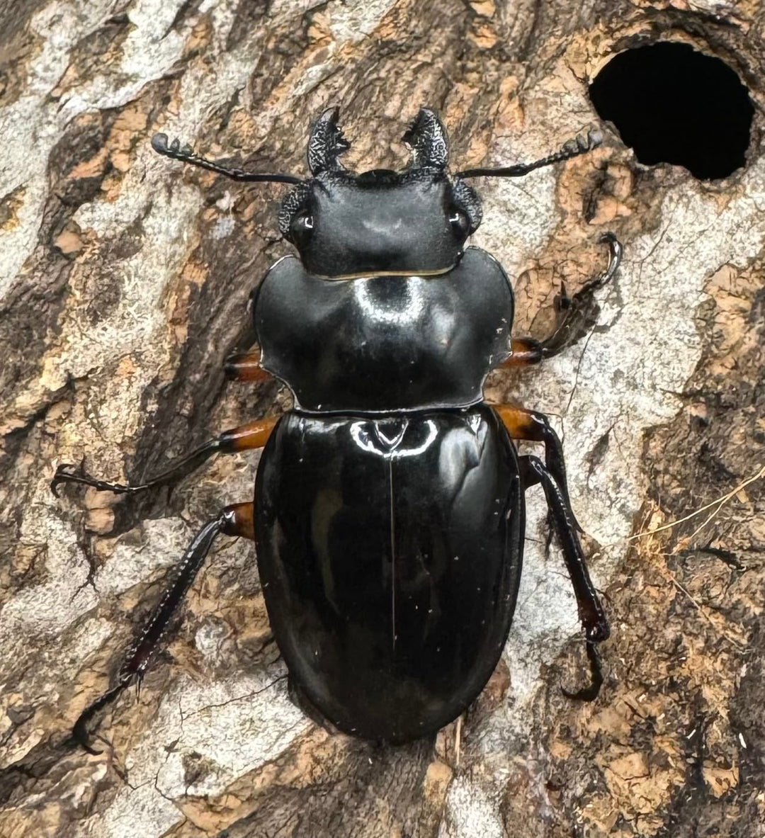 【WD】《インペリアリスツヤ亜種komorii 65mm ペア》