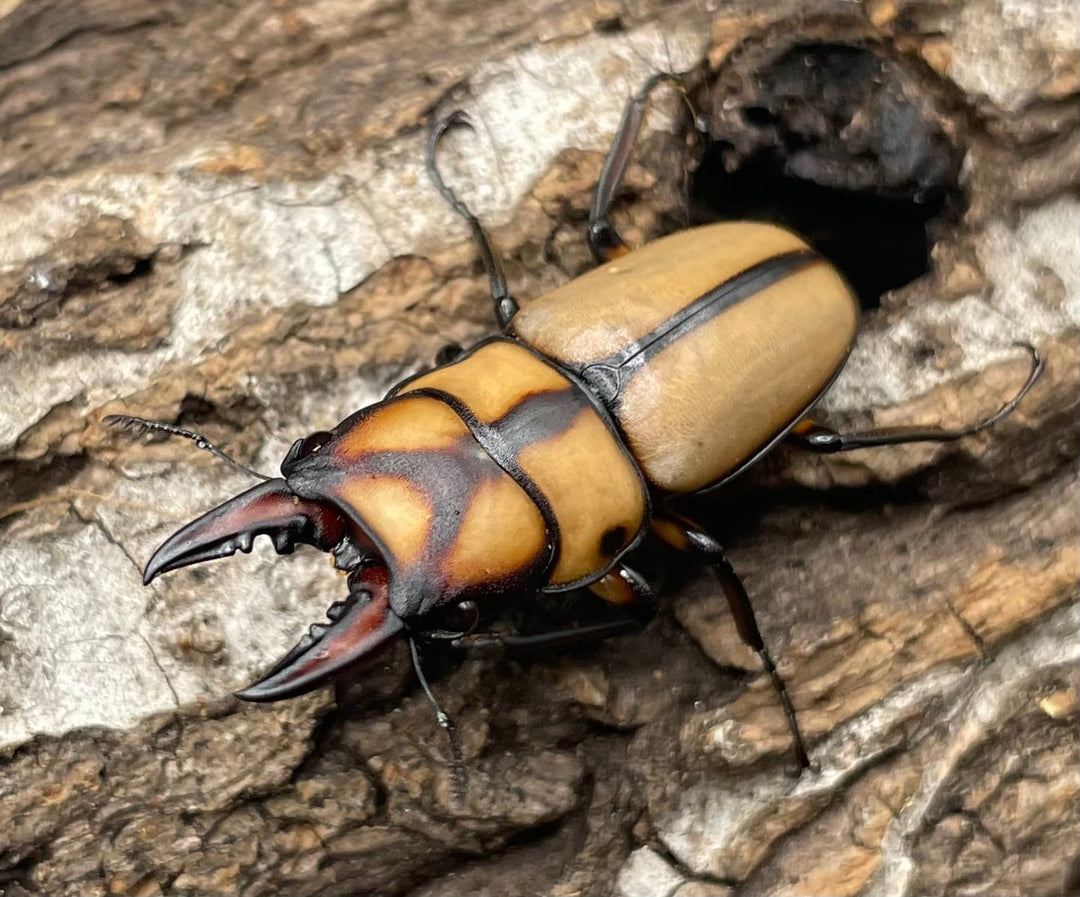 【WD】《スツラリスノコギリクワガタ 32.5mm ♂♀♀トリオ》