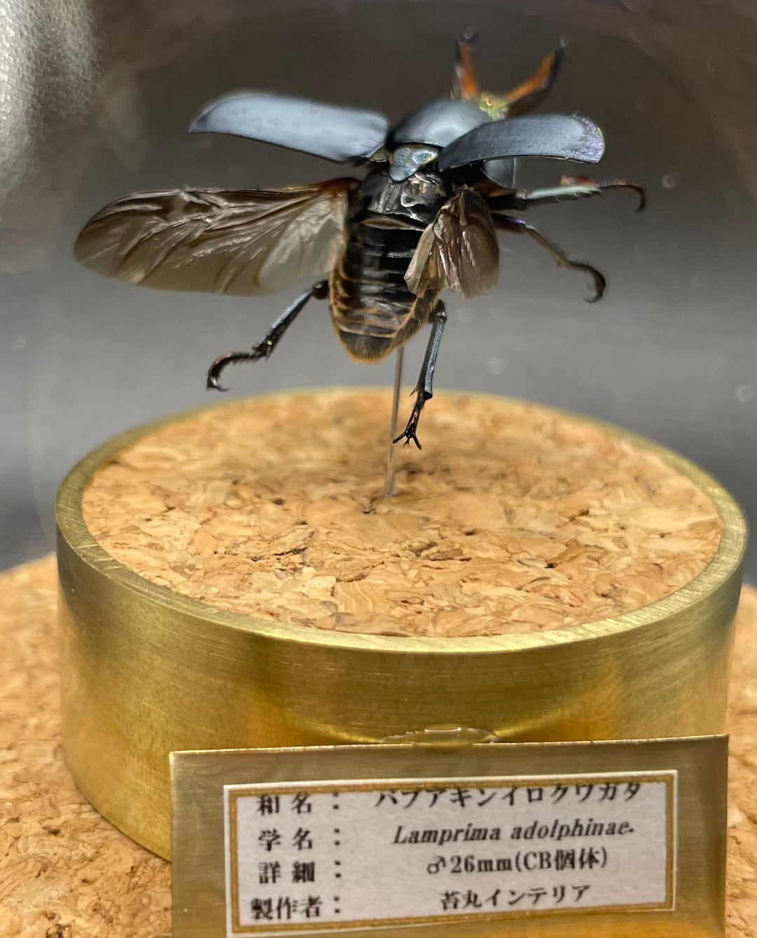インテリア標本《パプアキンイロクワガタ♂》