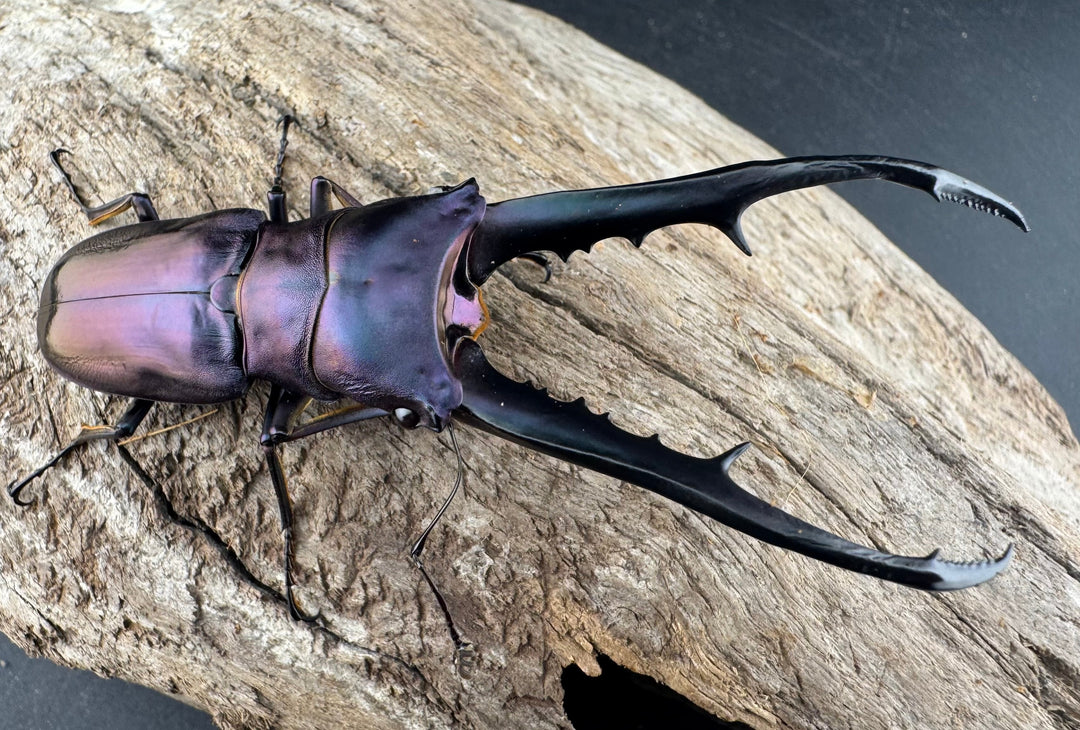 【美麗】《メタリフェルホソアカ亜種finae 78mm ペア》わたくわ氏ブリード個体