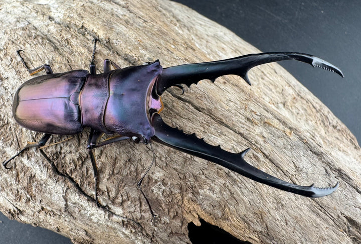 【美麗】《メタリフェルホソアカ亜種finae 78mm ペア》わたくわ氏ブリード個体