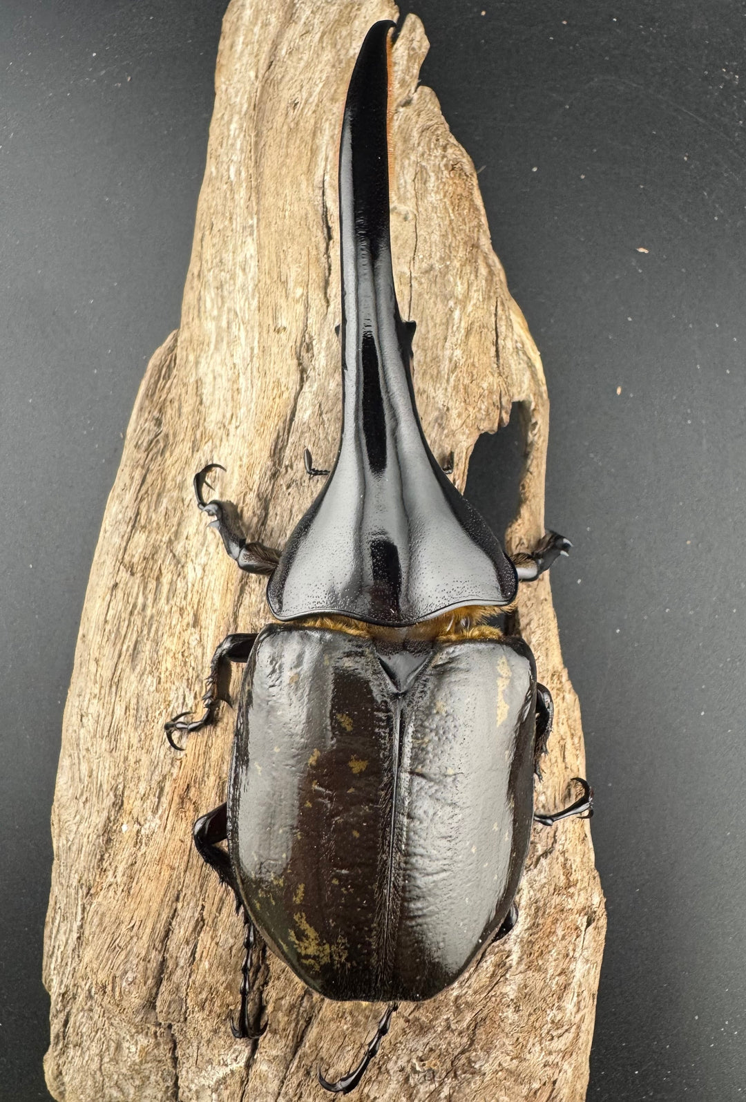 《ヘラクレス・ヘラクレス 135mm ペア》