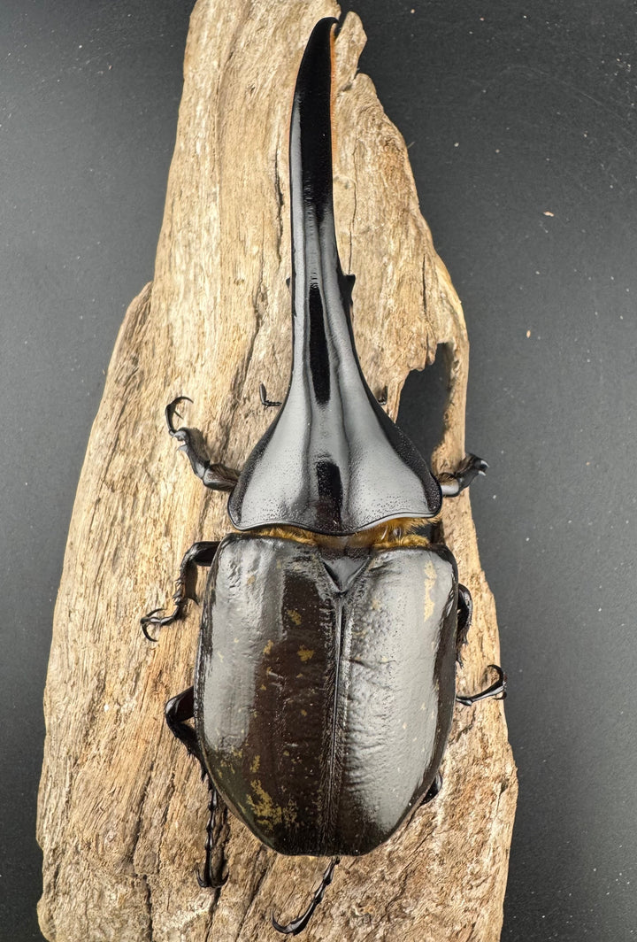 《ヘラクレス・ヘラクレス 135mm ペア》