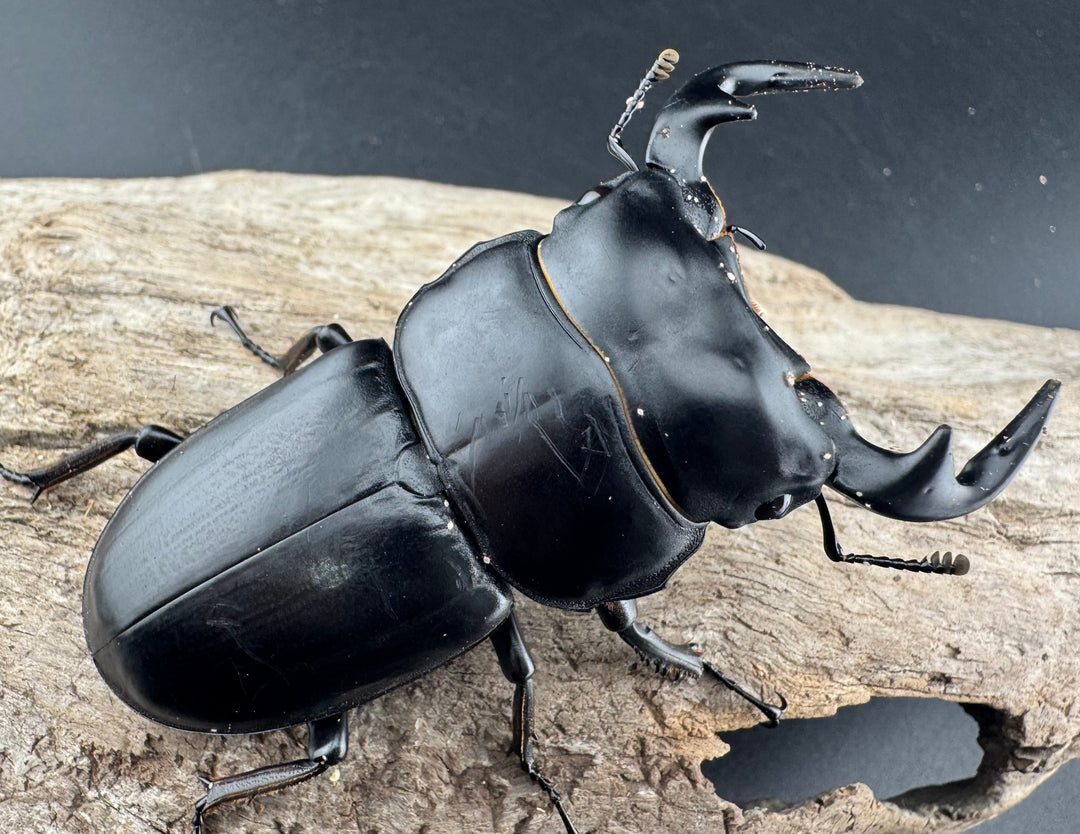 【WD】《アンタエウスオオクワ亜種miyashitai 74mm ペア》