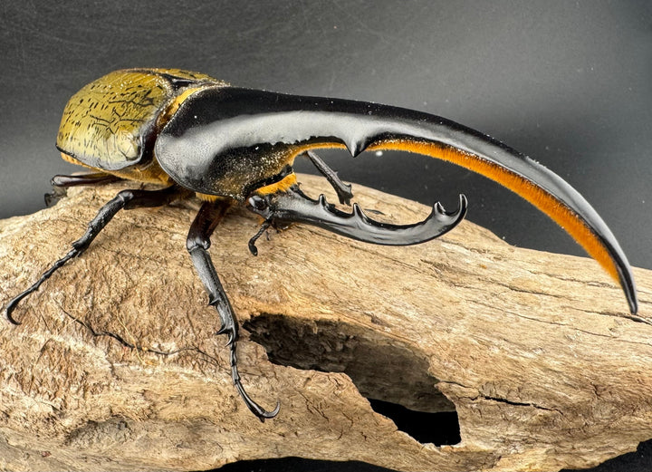 《ヘラクレス・ヘラクレス 147mm ペア》