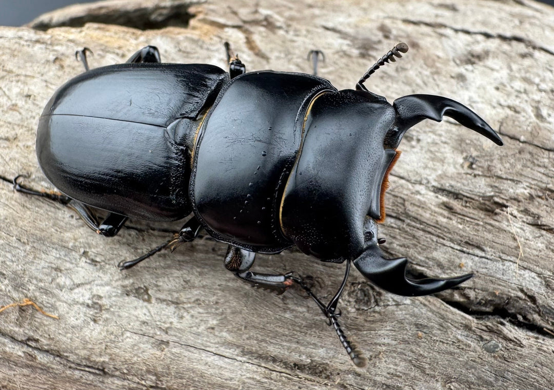 【WD】《ドルクスヤクシャ原名亜種 チベット産 41mm ♂♀♀トリオ》