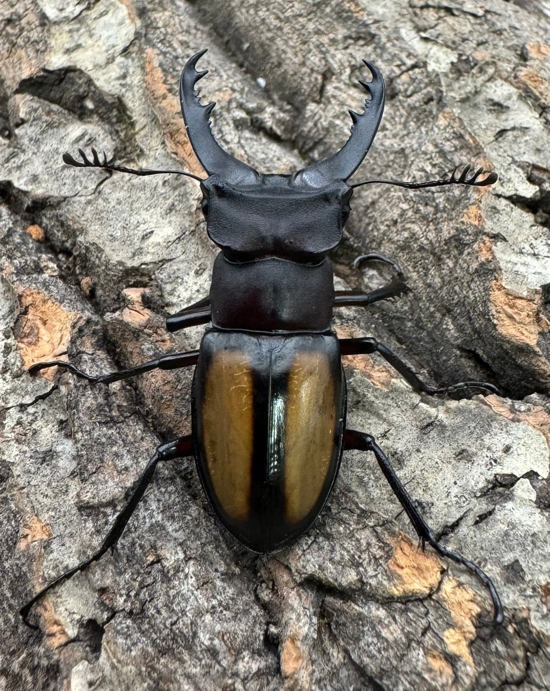 【WD】《パリーミヤマクワガタ 42.5mm ペア》