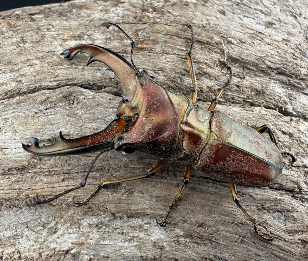 【WD】《ズベールホソアカ マラグサン産 51mm ペア》