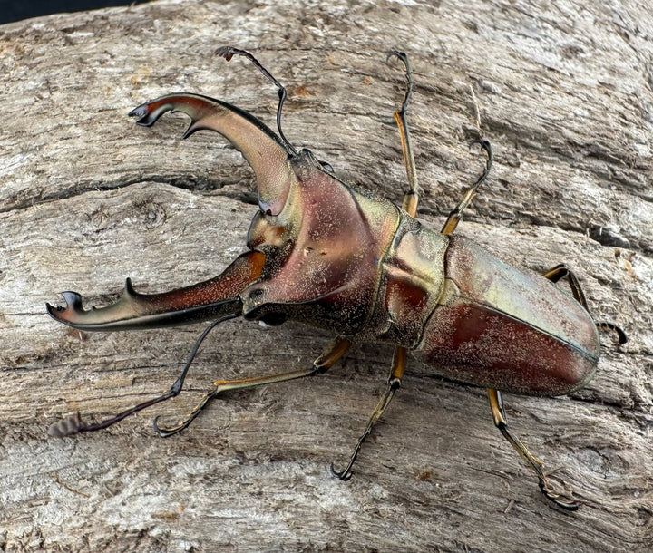 【WD】《ズベールホソアカ マラグサン産 51mm ペア》