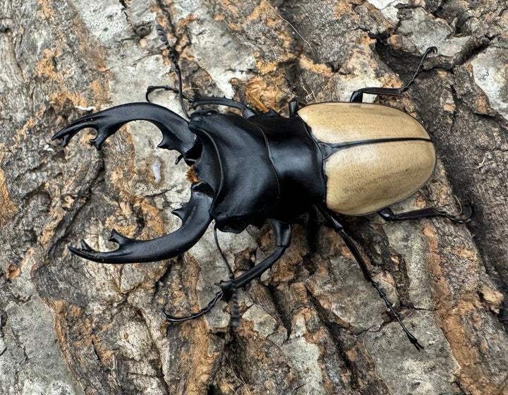 【WD】《モウホツヤクワガタ亜種エレガンス 72mm ペア》