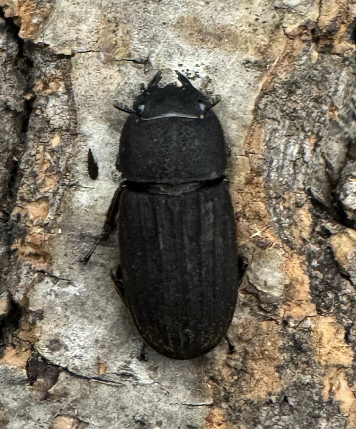 《カワムラサビクワガタ 26.5mm ペア》わたくわ氏ブリード個体