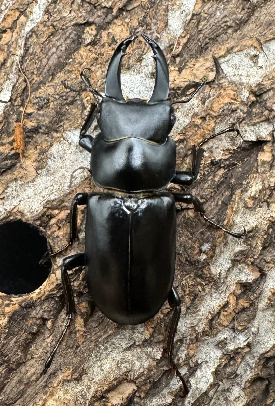 【WD】《ブラナウンコクワ 福貢県産 46mm ♂♀♀トリオ》