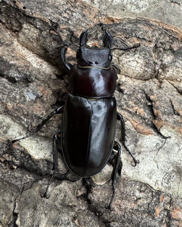 【WD】2018新種記載《ジュシャンミヤマ 54mm ペア》