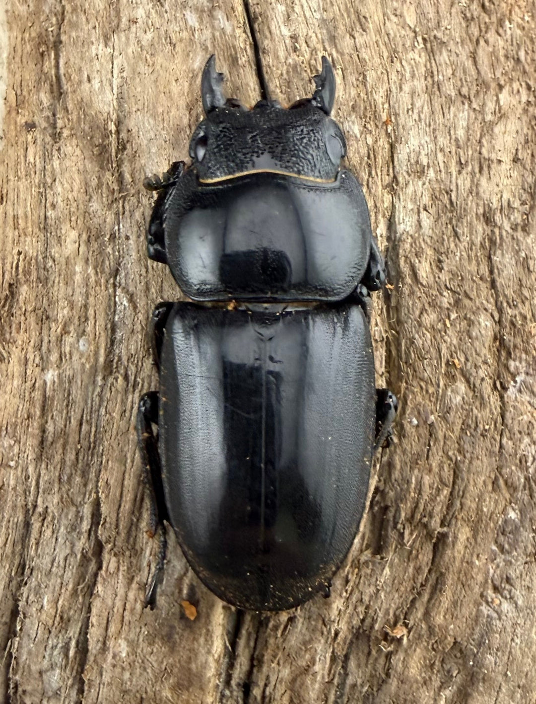 【WD】《パラワンオオヒラタ ガントン産 84mm ペア》