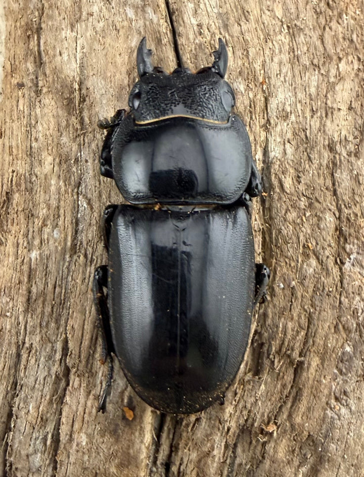 【WD】《パラワンオオヒラタ ガントン産 84mm ペア》