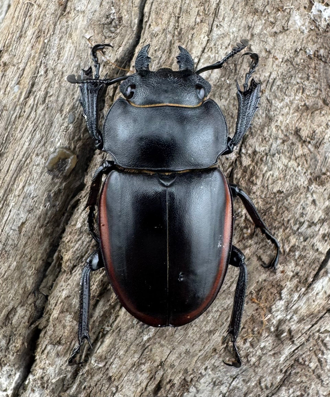 【WD】《クベラツヤクワガタ亜種sinensis 浙江省産 69mm ペア》