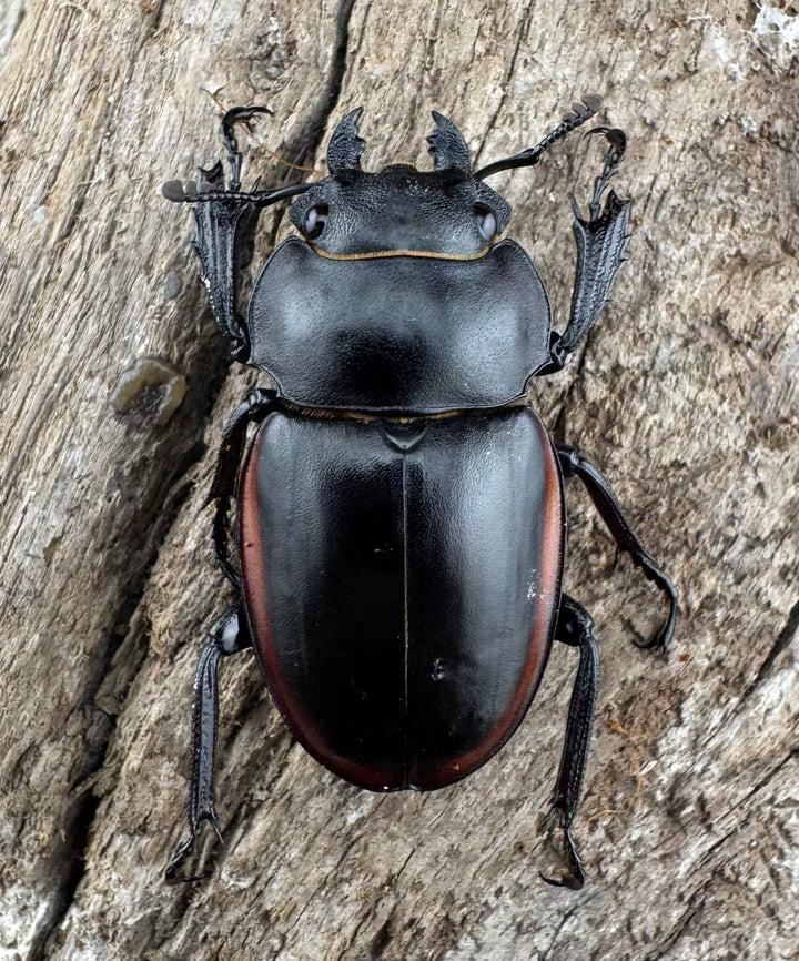 【WD】《クベラツヤクワガタ亜種sinensis 浙江省産 69mm ペア》