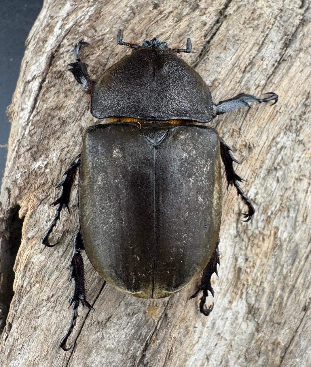 《国産カブトムシ 栃木県産 75mmUP ペア》