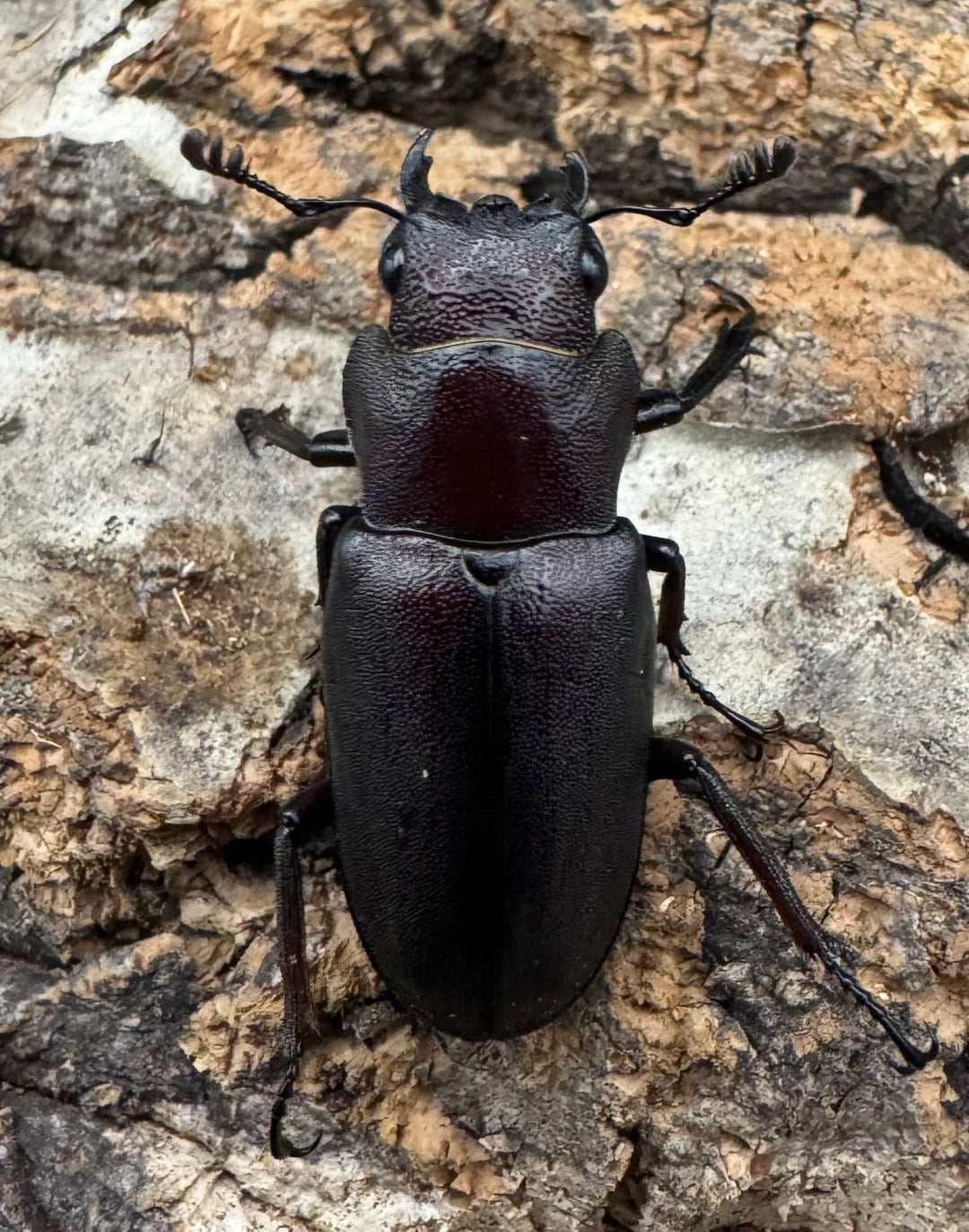 【WD】《ギラファホソアカクワガタ 49.5mm ペア》