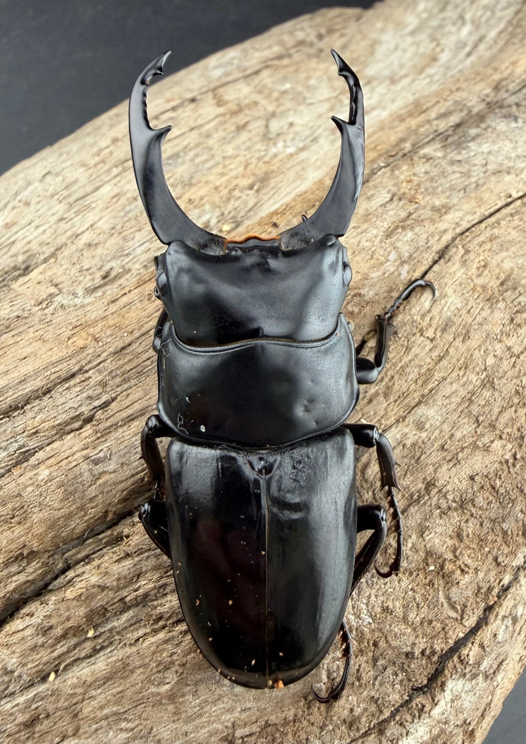 《ネパレンシス ランターン産 59mm ♂♀♀トリオ》