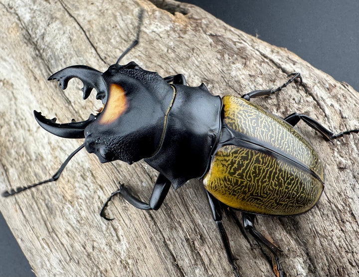 【WD】《スペクタビリスツヤクワガタ 61.5mm ペア》