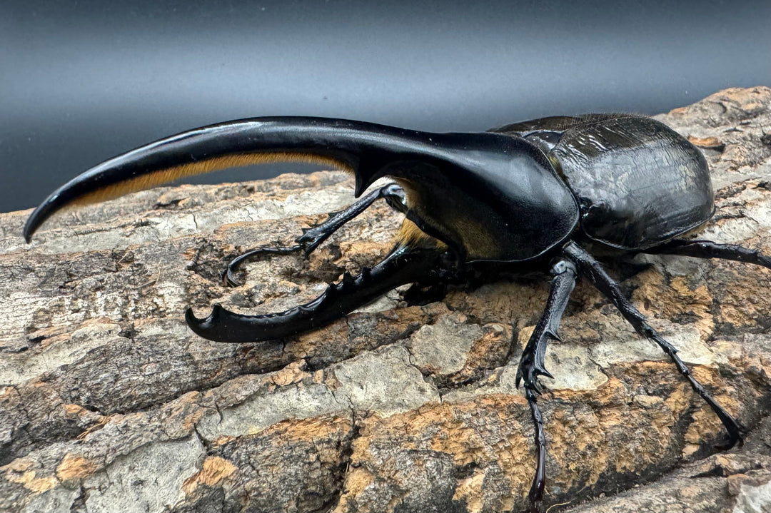 《ヘラクレス・ヘラクレス 137.5mm ペア》