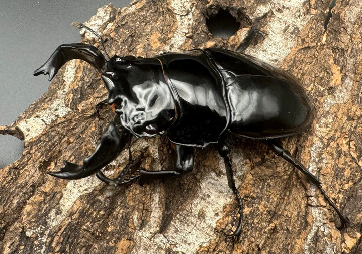 《タランドゥスオオツヤクワガタ 68mm ペア》