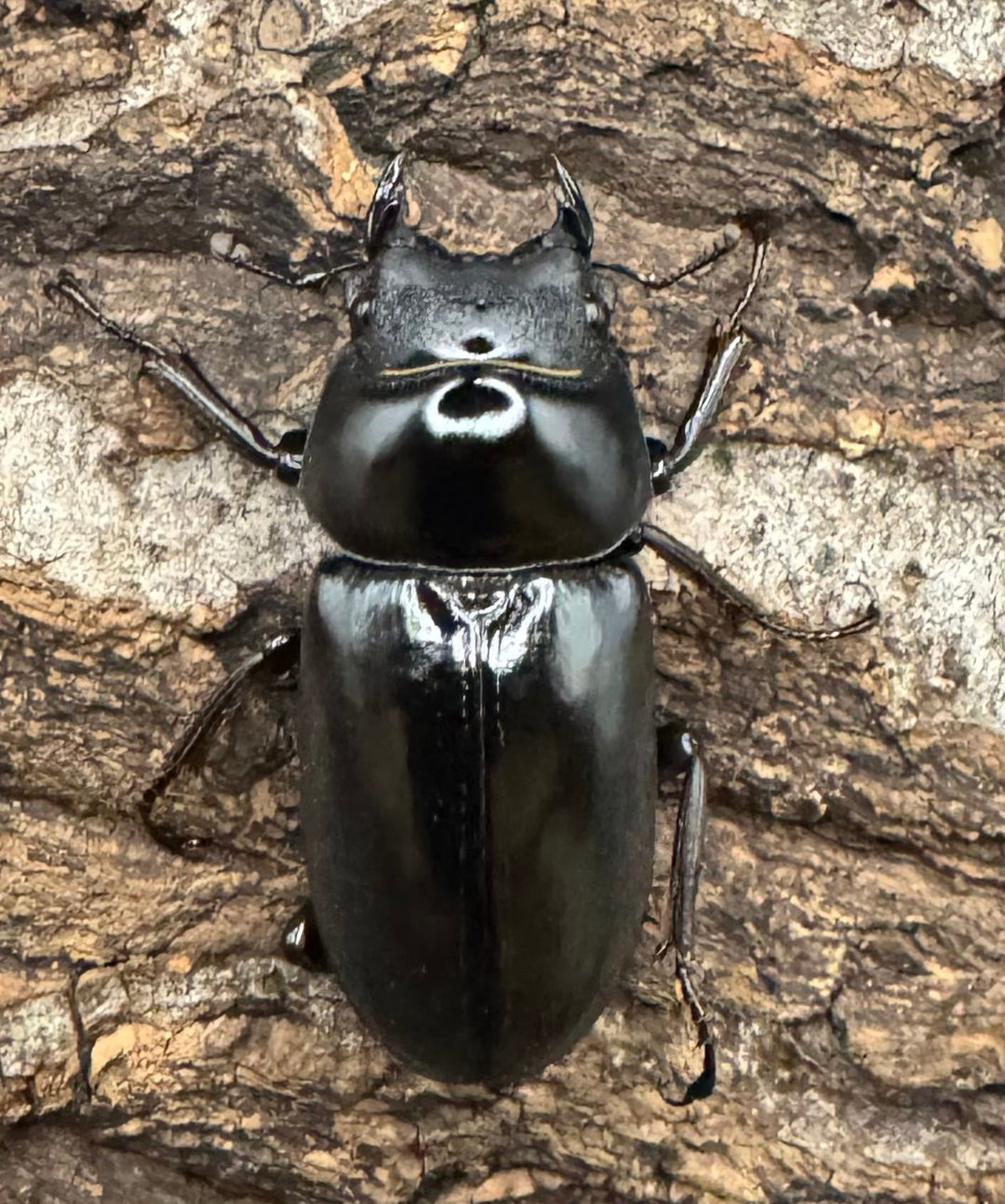 《ネパレンシス トゥリスリ産 61mm ペア》