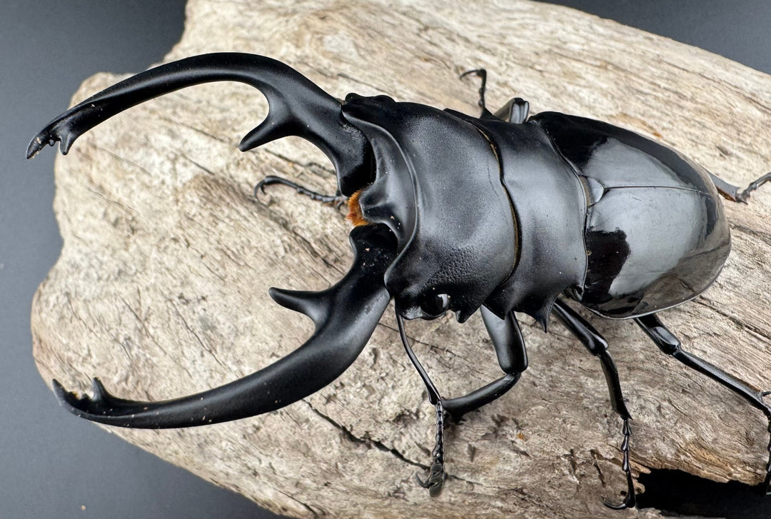 【WD】良型《インターメディアツヤクワガタ パラワン産 90mm ペア》