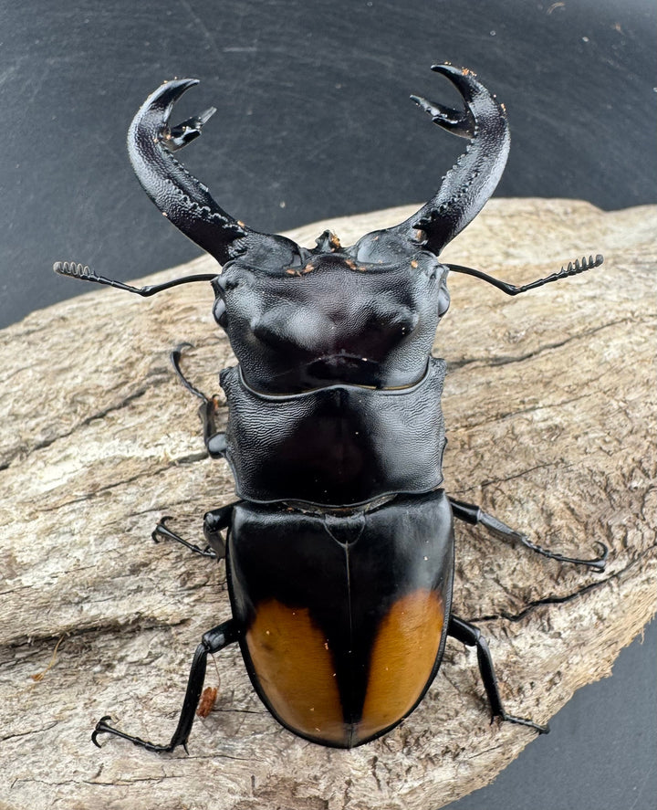 【WD】《セアカフタマタ（パリーフタマタ） 85mm ペア》