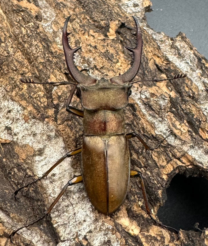 【WD】《フォルモサスミヤマクワガタ 52mm ペア》