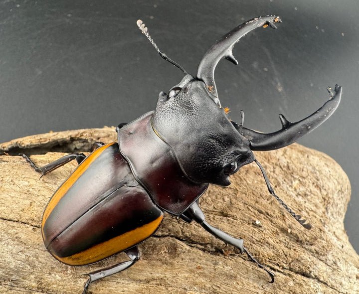 【WD】《スチーブンスツヤ亜種duivenbodei 大歯 72.5mm ペア》