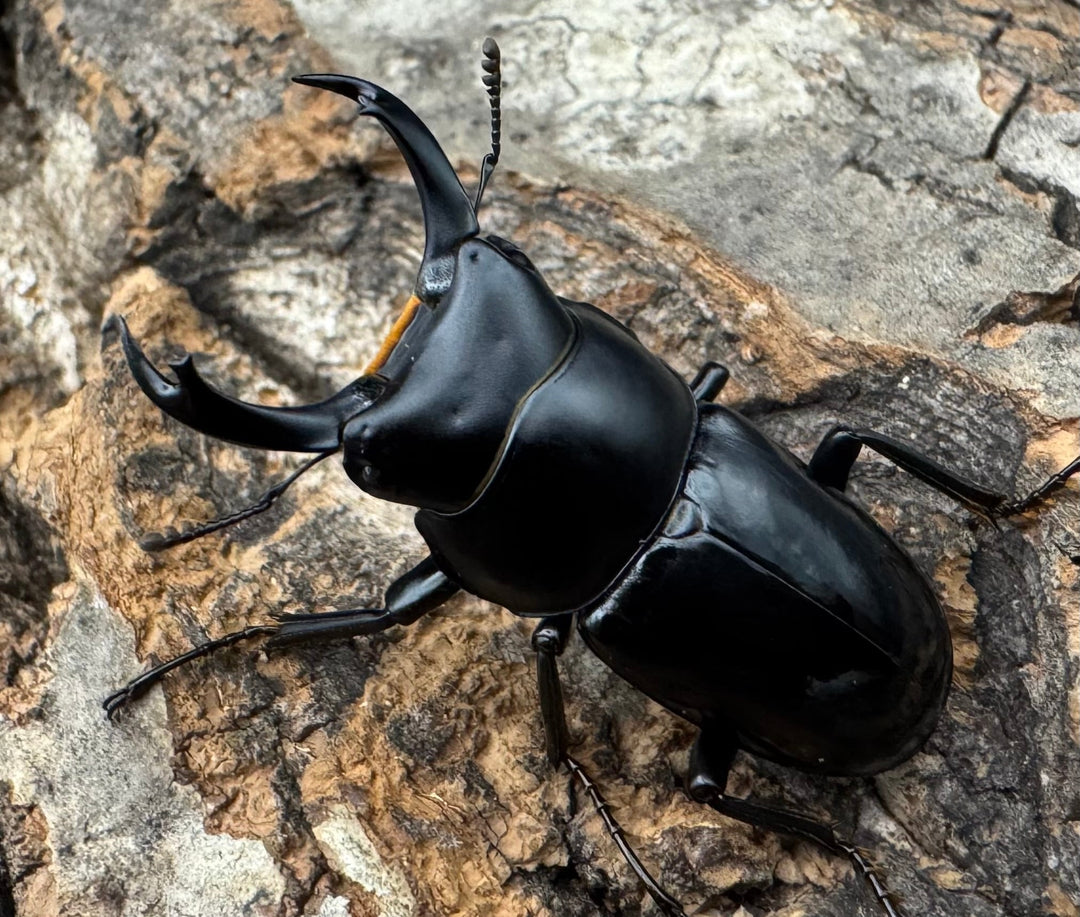 【WD】《セメノウコクワ 雅安産 35mm ペア》