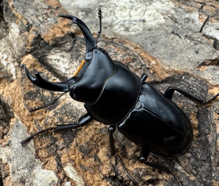 【WD】《セメノウコクワ 雅安産 35mm ペア》