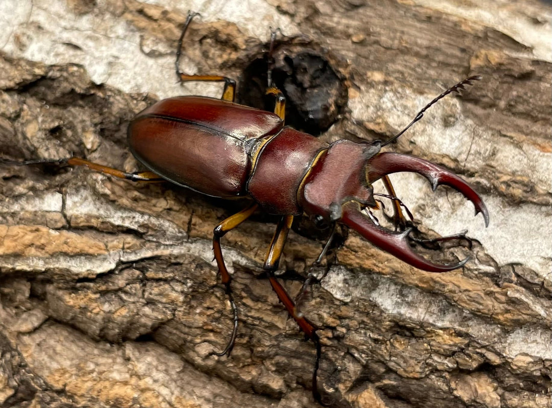 【WD】《ジュシャンミヤマ 41mm ペア》