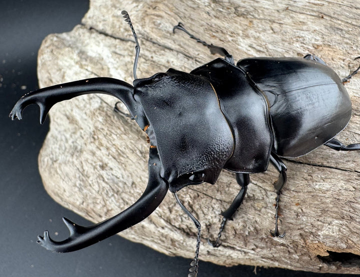 【WD】《スチーブンスツヤ原名亜種 81mm ペア》