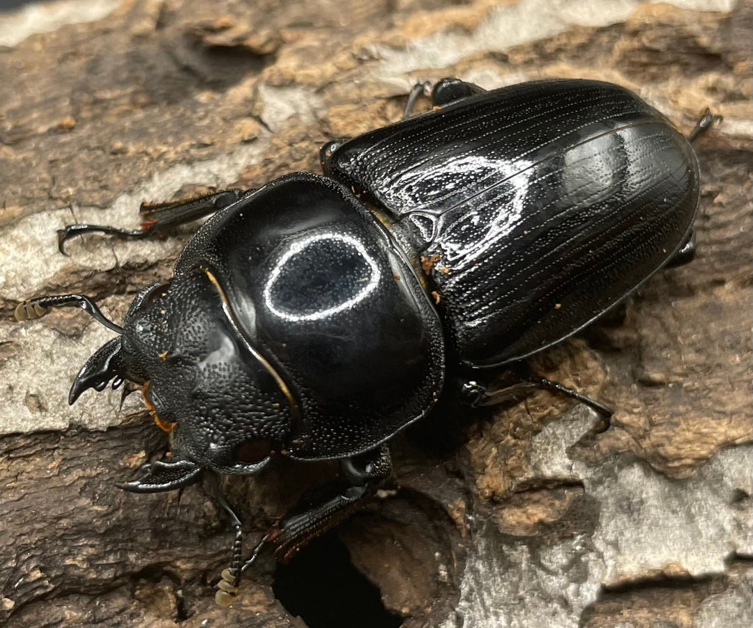 《ホペイオオクワガタ SL血統 74mm ペア》