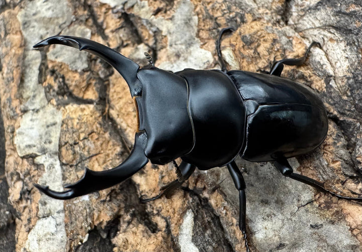 【WD】《セメノウコクワ 会東産 48mm ペア》