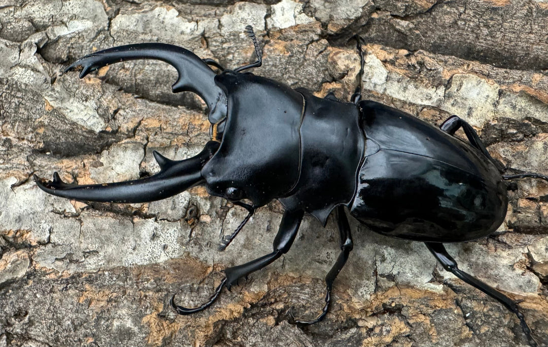 【WD】《インターメディアツヤクワガタ 92.5mm ペア》