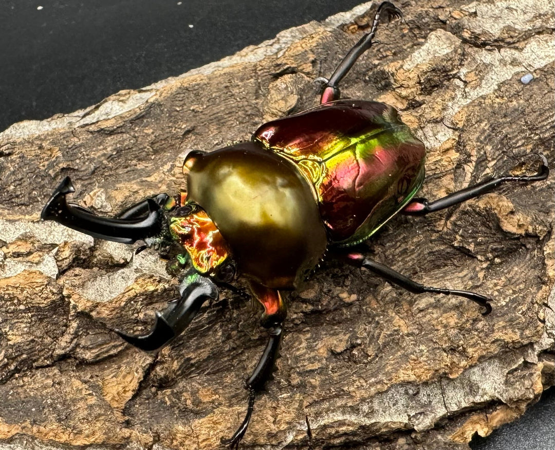 《ニジイロクワガタ 58mm ペア》