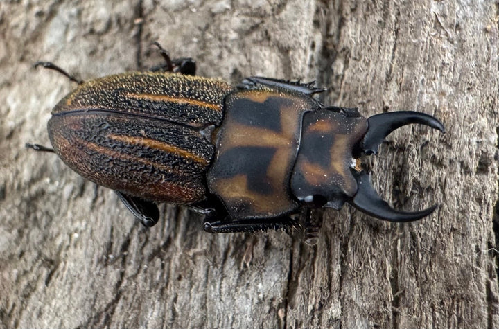 《ソウラニセネブト 16mm ♂♀♀トリオ》